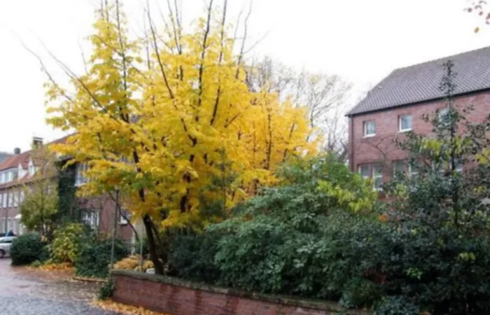 Foto: Janny Heisterborg