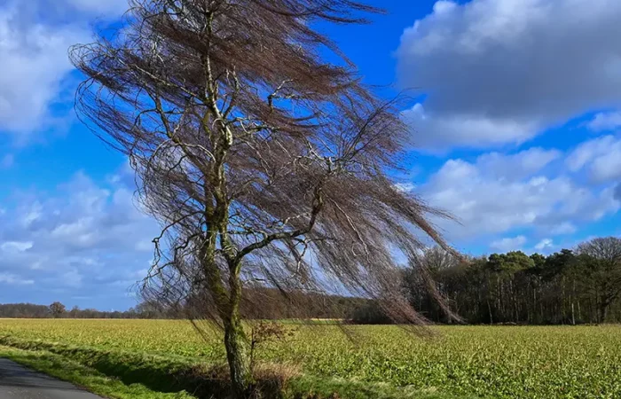 Eine betagte Hängebirke am Kuhlenvenn