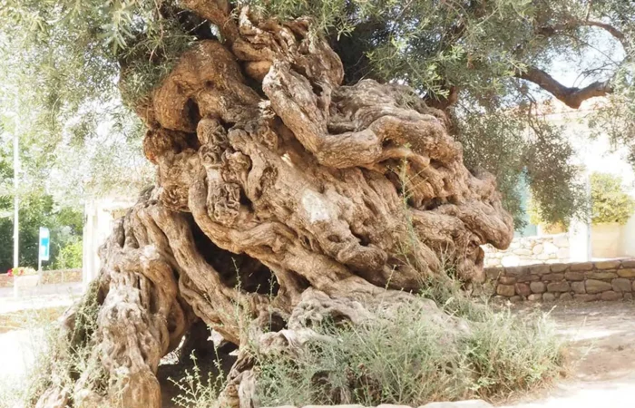Kreta - Kreta – Àno Voùves – Ältester Olivenbaum der Welt? - Augenärzte Gerl & Kollegen
