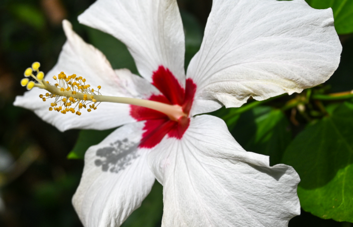 Hawaiianischer Hibiscus - Leuchtbilder - Augenärzte Gerl & Kollegen