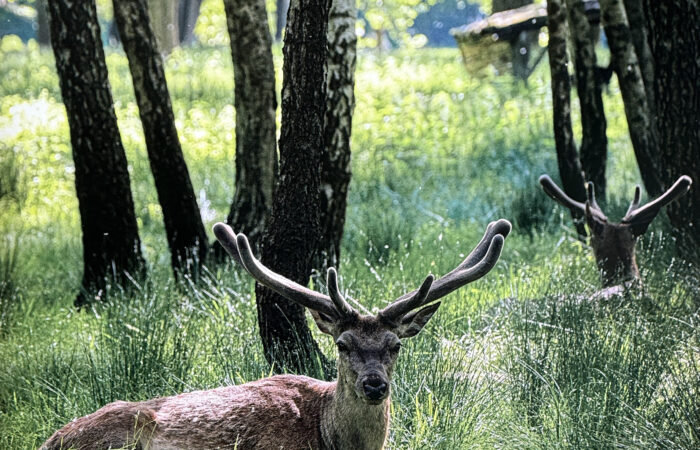 Station 4 - Hirsche im Birkenwald - Augenärzte Gerl & Kollegen