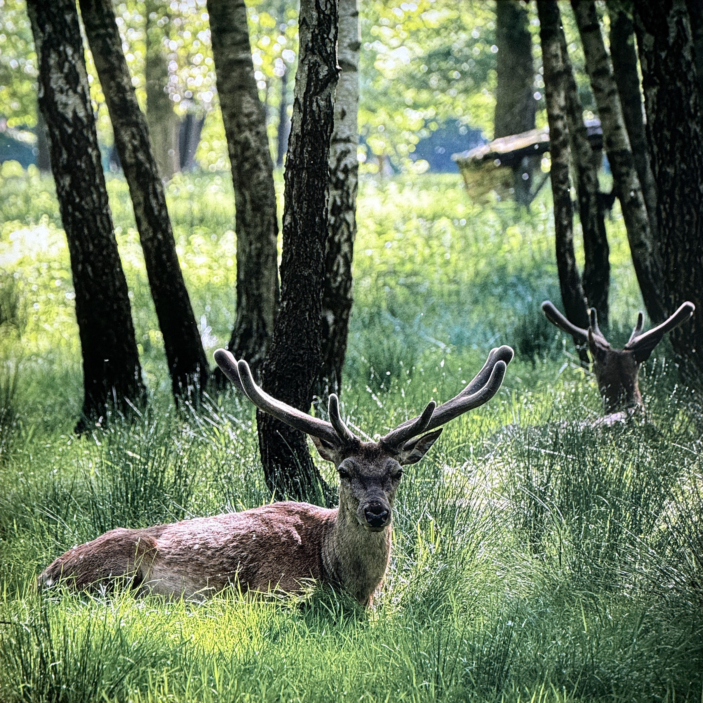Station 4 - Hirsche im Birkenwald - Augenärzte Gerl & Kollegen