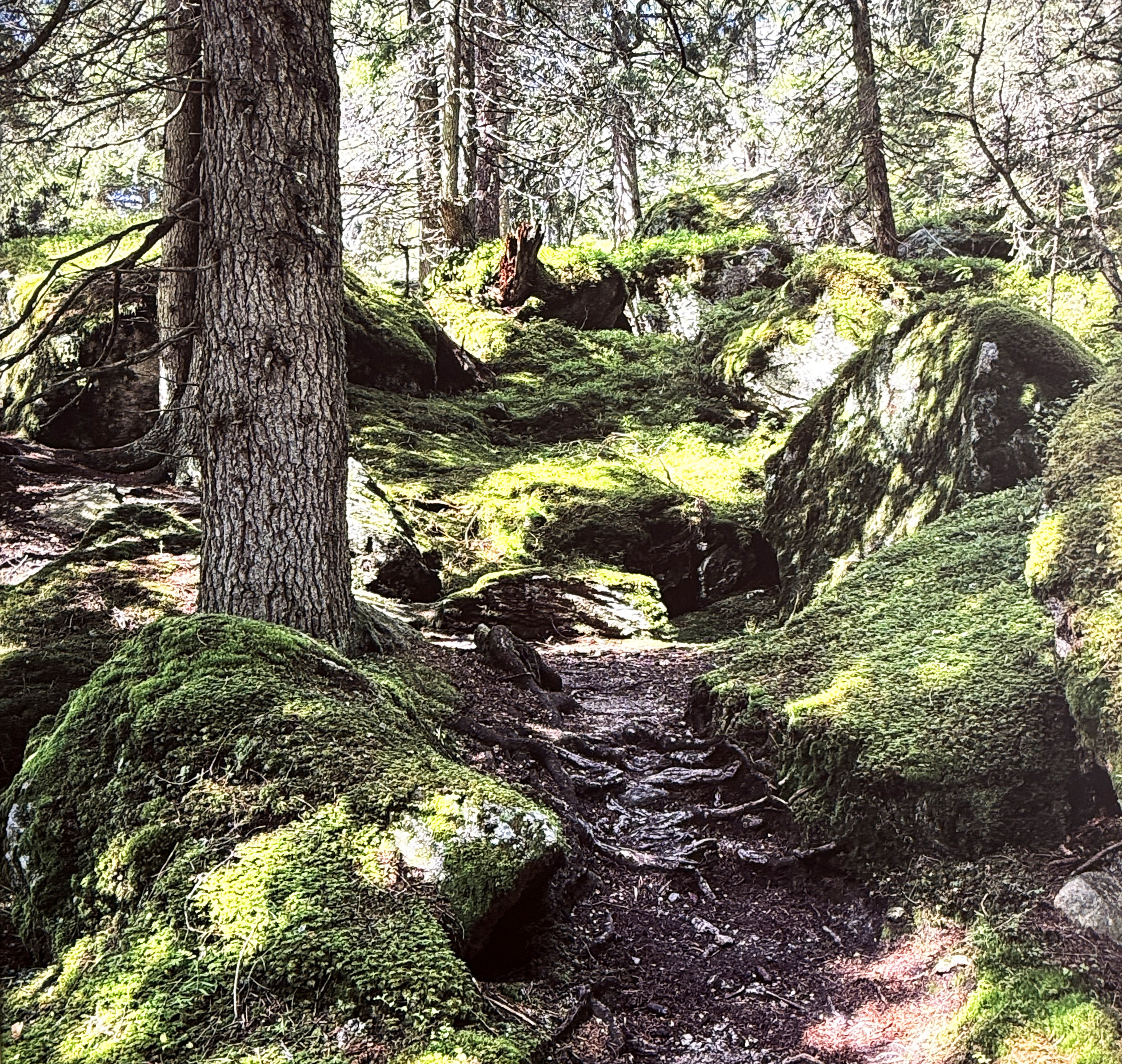 1 - Zwischen Wurzeln und Licht - Augenärzte Gerl & Kollegen