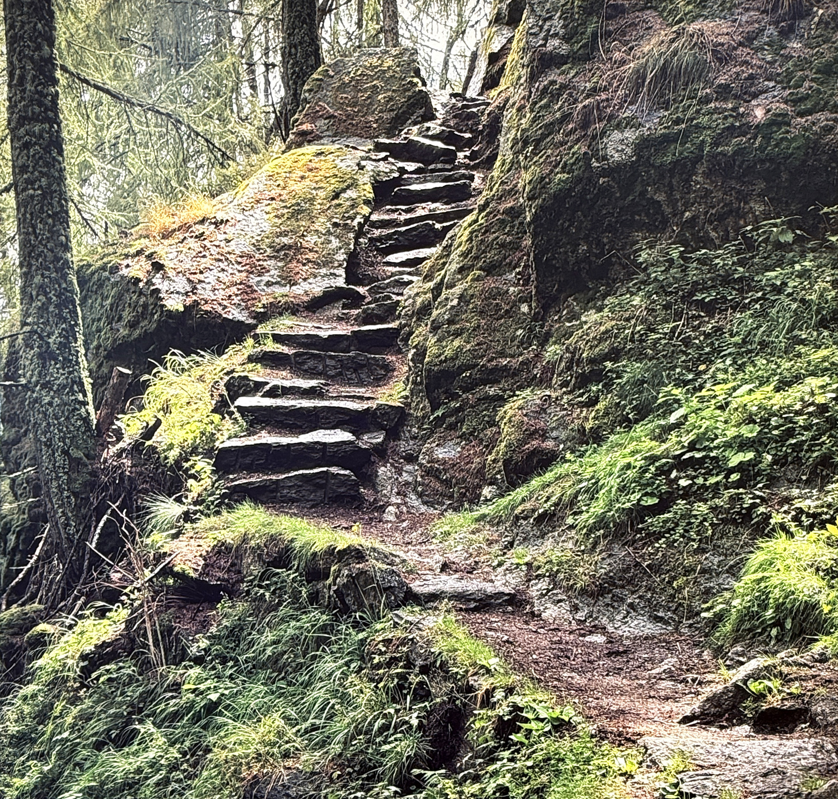 3 - Die Treppe im Wald - Augenärzte Gerl & Kollegen